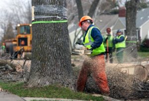 Tree Worker in bucket lift - trimming trees in Brandywine DE | Stein Tree Service