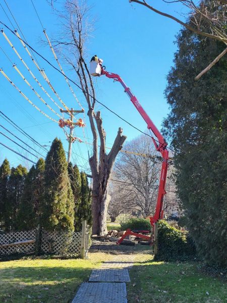 Spider Lift Being Used to Remove Tall Tree near power lines | Tree Removal in Christiana Delaware - Stein Tree Service