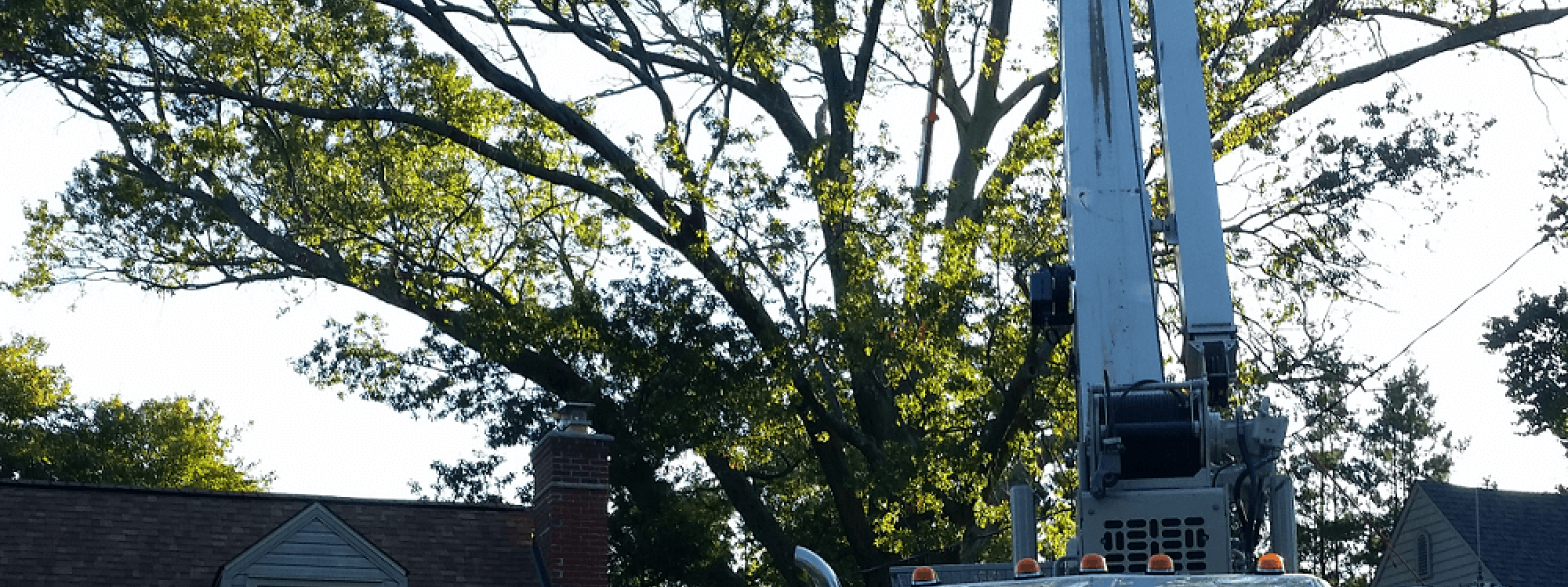 Stein Tree Lift Truck - Tree Trimming in Talleyville DE