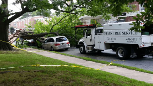 tree fallen on a car parked on a curb - local tree service company - Stein Tree Service
